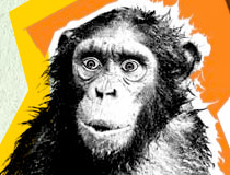 Sokmonkey
